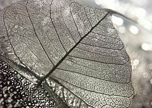 Leaf background