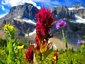Wildflowers of Banff Nat Park