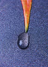 Leaf background