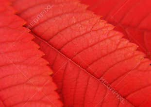Leaf