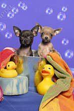 Chihuahua Puppies in a Bath Tub