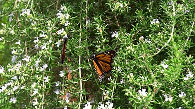 Monarch Butterflies in Garden wide shot