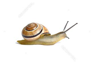 Snail
