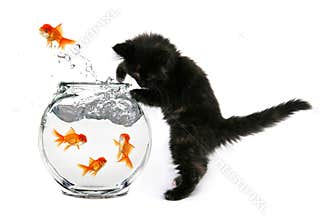 Mischeivious Kitten