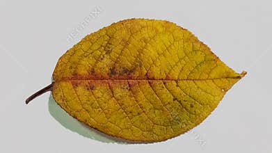 A falling apple tree leaf isolated on a white background. Isolated apple leaf.