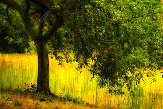 Apple Tree