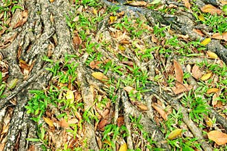 Forest tree with roots
