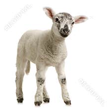 Lamb