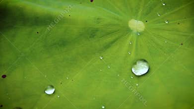 Rain Drops captured on a lotus leaf