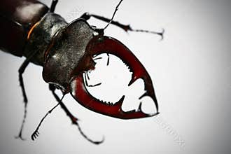 Stag-beetle