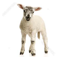 Lamb
