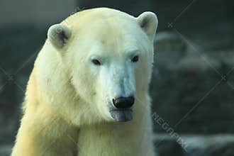 Detail of polar bear