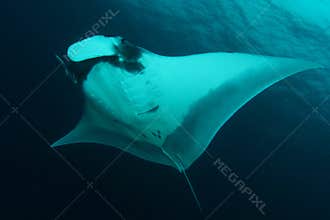 Manta ray
