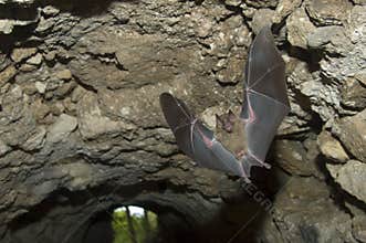 Jamaican Fruit Bat flying in cave, Tikal Guatemala