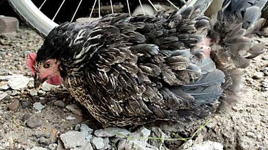 Sick chicken with plucked out feathers lies on the ground