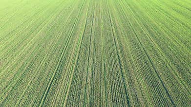 Aerial drone video view of field, agriculture land.Green fresh crop