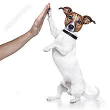 Dog high five