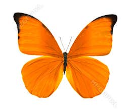Tropical bright orange butterfly