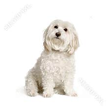 Maltese dog