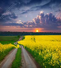 Summer Landscape with a field of yellow flowers