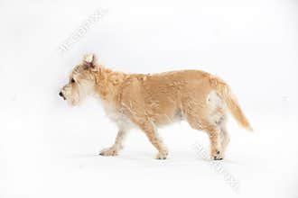 A multi-racial dog walks on a white background completely isolated from the background.