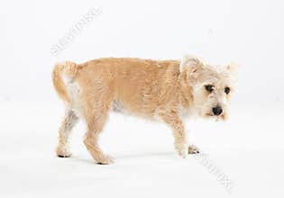 A multi-racial dog walks on a white background completely isolated from the background.