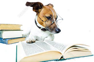 Dog reading books