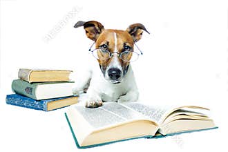 Dog reading books
