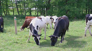 Beautiful view of group of cows in field on beautiful summer day. Animals concept.