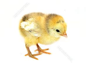 Little chicken