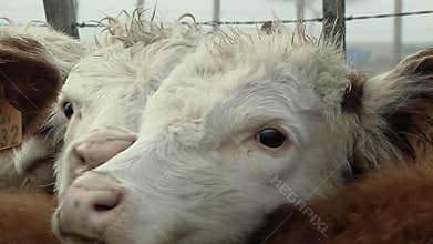 Cattle in Corral, Angus-Hereford Cross Beef Calves in Pen during the Roundup awaiting Branding, Castration and Vaccination.