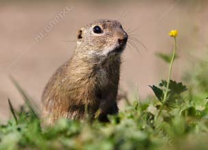 European ground squirrel eat on green meadow, Spermophilus citellus