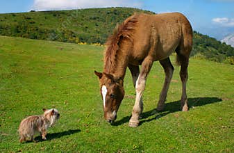 Yorkie vs horse