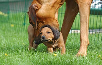 Female dog teaching puppy