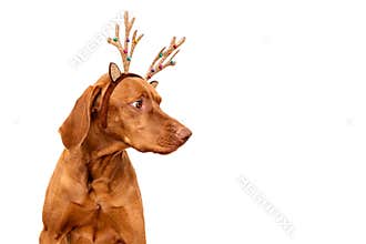 Dog Christmas Background. Vizsla wearing xmas reindeer antlers studio portrait on white background.