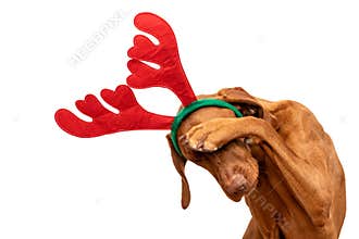 Dog Christmas Present Background. Funny vizsla wearing xmas reindeer antlers covering eyes with paw, studio portrait on white.
