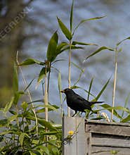 Blackbird on the fence.