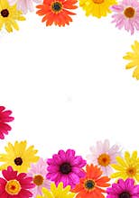 Daisy frame