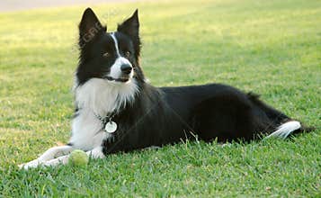 Border collie