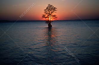 Solitary tree in middle of river, VA