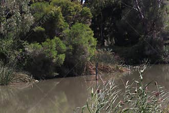 Lake and generic vegetation at a protected and preserved wetlands conservation area