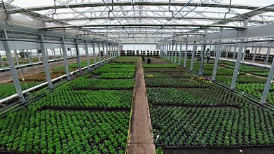 Nursery section of large horticulture greenhouse