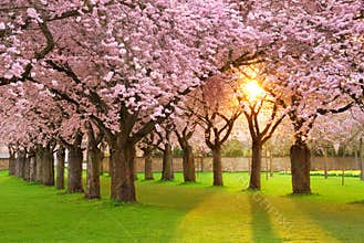 Fascinating springtime scenery