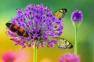 Butterflies on colorful flower