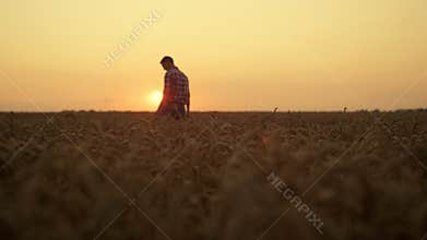 Man silhouette working at golden sunset spikelet field. Agribusiness concept