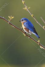 Male Eastern Bluebird