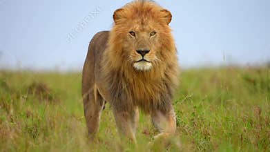 slow motion footage of a wild male african lion walking in the wild forest. wild lion epic view in the forest