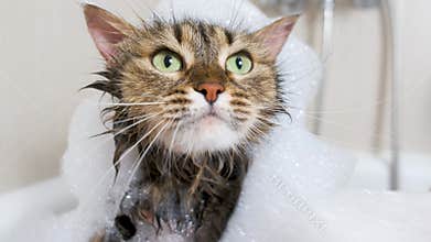 Portrait of a wet fluffy cat with foam on its head in the hands of a veterinarian