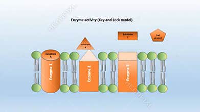 Lock and key model of enzyme kinetics for biochemistry and molecular biology