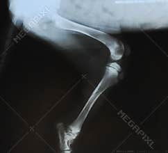 X-ray fracture in the tibia of a puppy